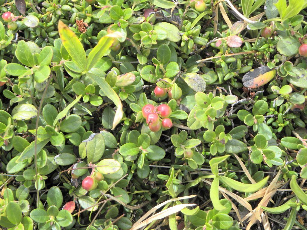 Vaccinium vitis idaea